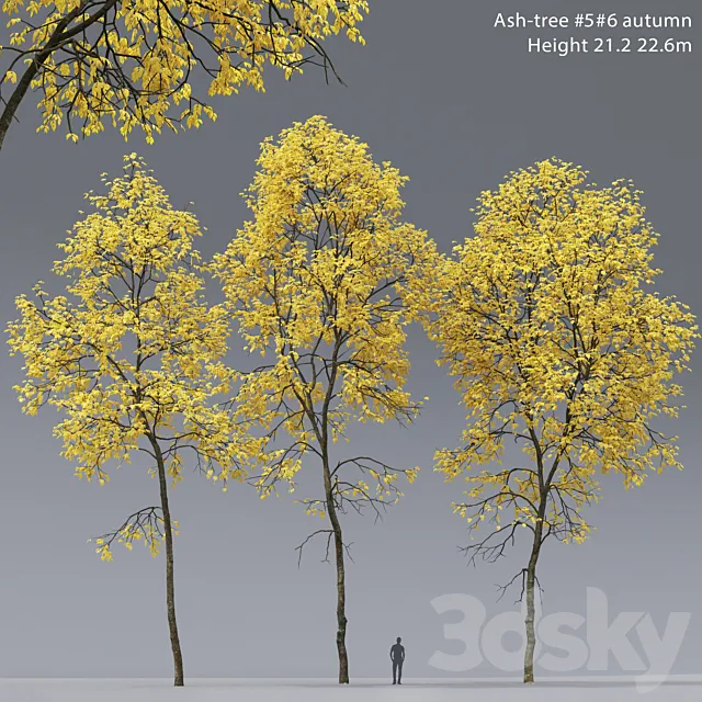 Autumn Ash | Ash-tree autumn # 5_6 (21.2-22.6m) 3DS Max Model