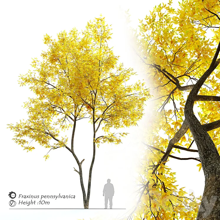 Autumn ash (Fraxinus pennsylvanica) 3DS Max