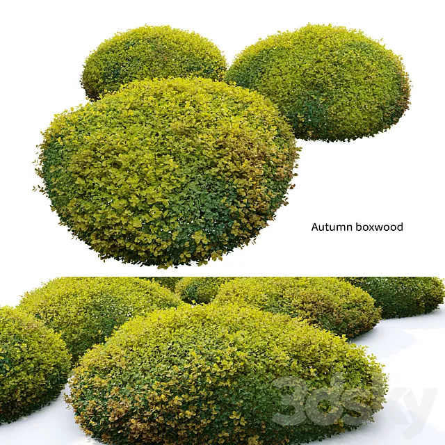 Autumn boxwood 3DS Max Model