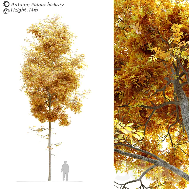 Autumn carya glabra (pignut hickory) 3DSMax File