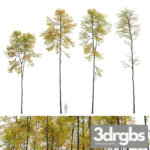 Autumn Forest Trees 3dsmax Download