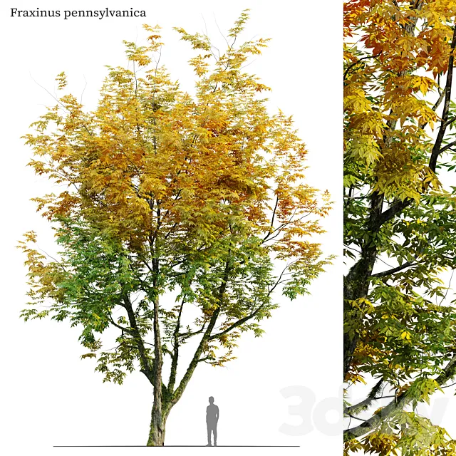 Autumn fraxinus pennsylvanica 3DS Max Model