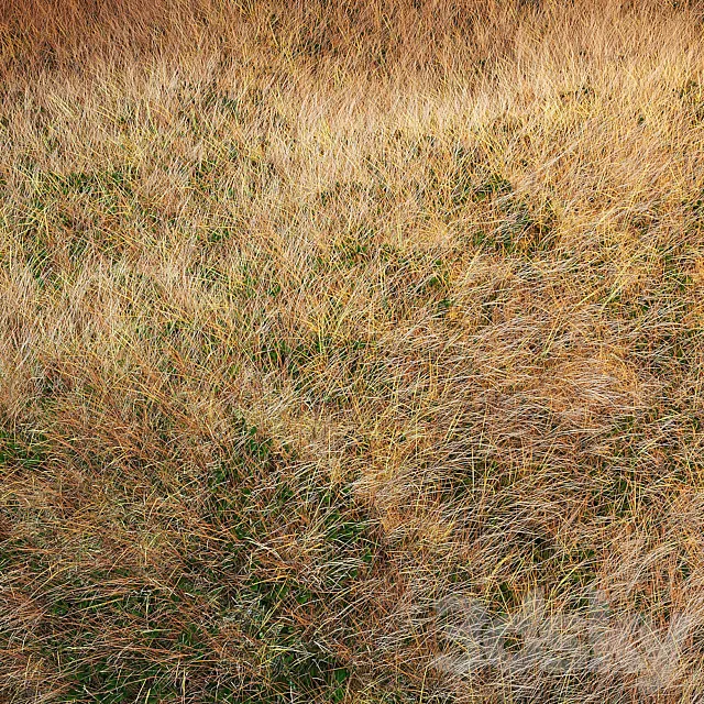 Autumn grass 3ds Max