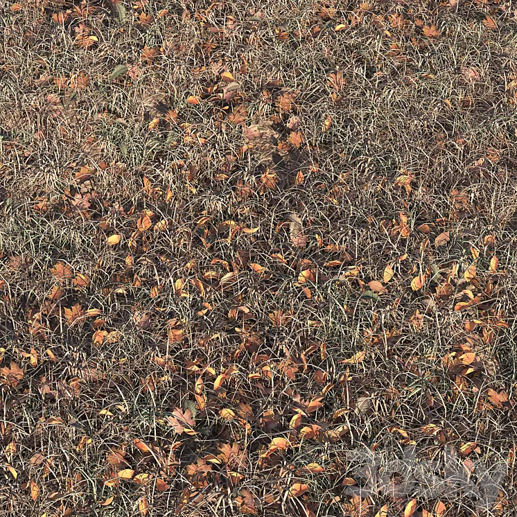 Autumn grass 3DS Max