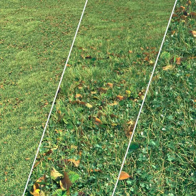 Autumn grass 3dsMax Model