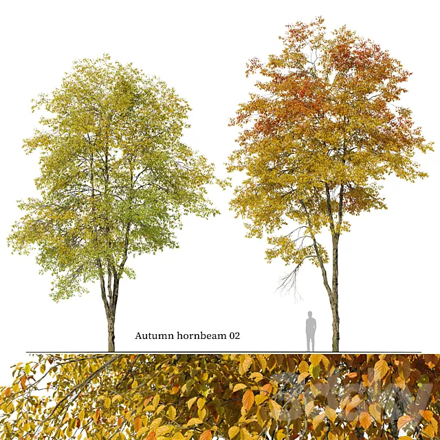 Autumn hornbeam tree 02 3ds Max