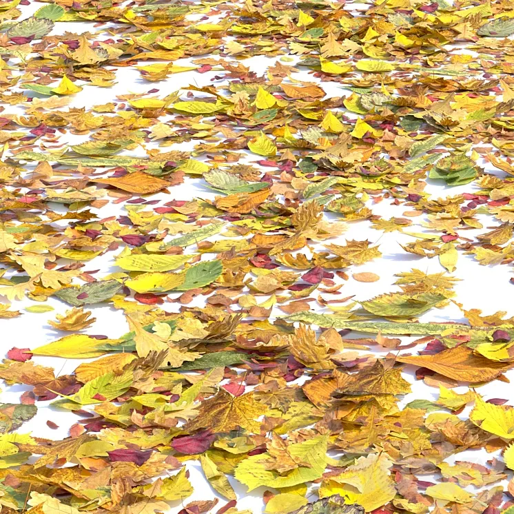 Autumn leaves. Set of dry leaves 3DS Max