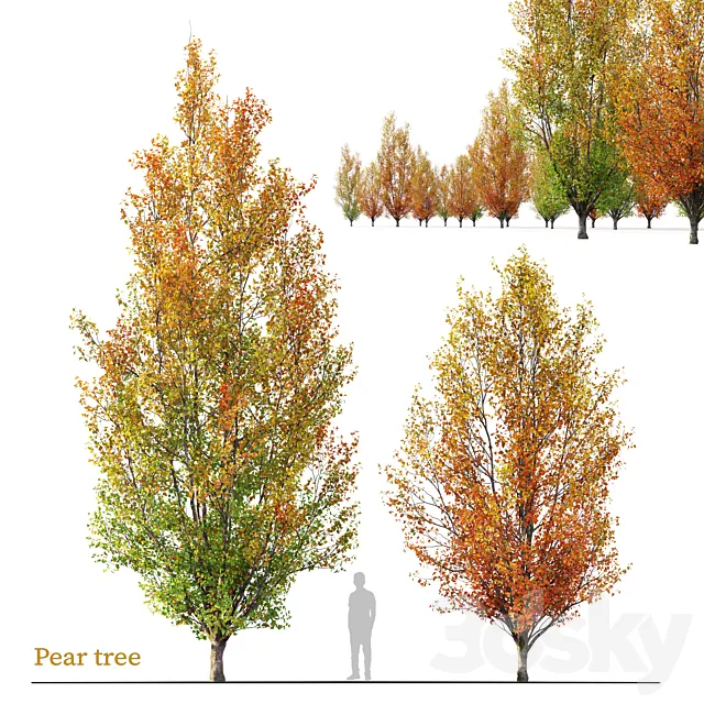 Autumn pear tree 02 3DS Max Model