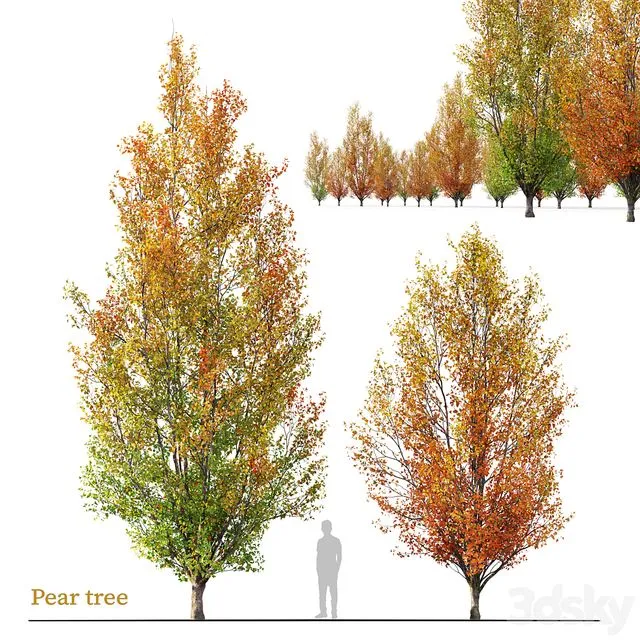 Autumn pear tree 02 3dsMax Model