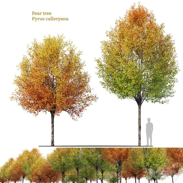 Autumn pear tree 3dsMax Model