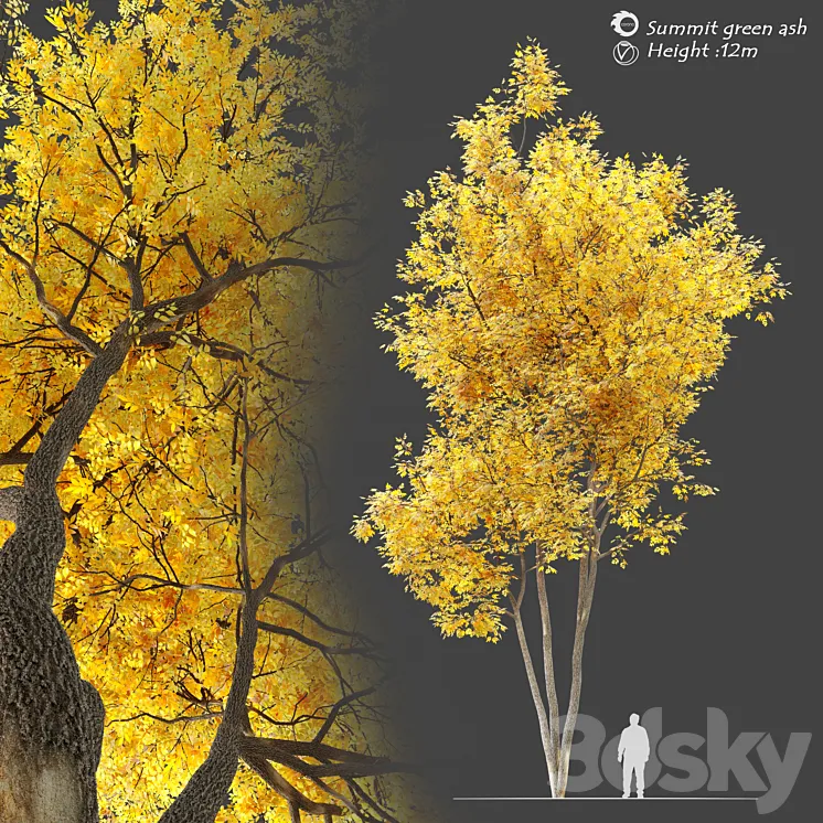 Autumn summit green ash (Fraxinus pennsylvanica Summit) 3DS Max