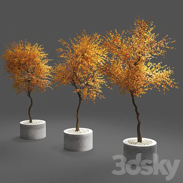 autumn trees 3ds Max