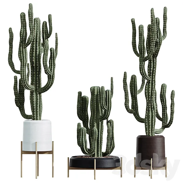 AV HousePlants Cactus Euphorbia Ingens Candelebra Saguaro Peruvian 3dsMax Model