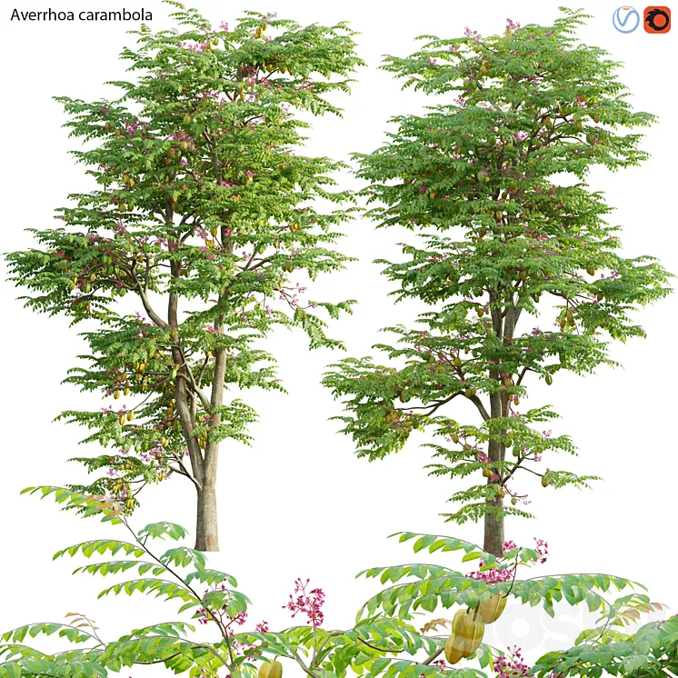 Averrhoa carambola – Starfruit tree 06 3DS Max Model