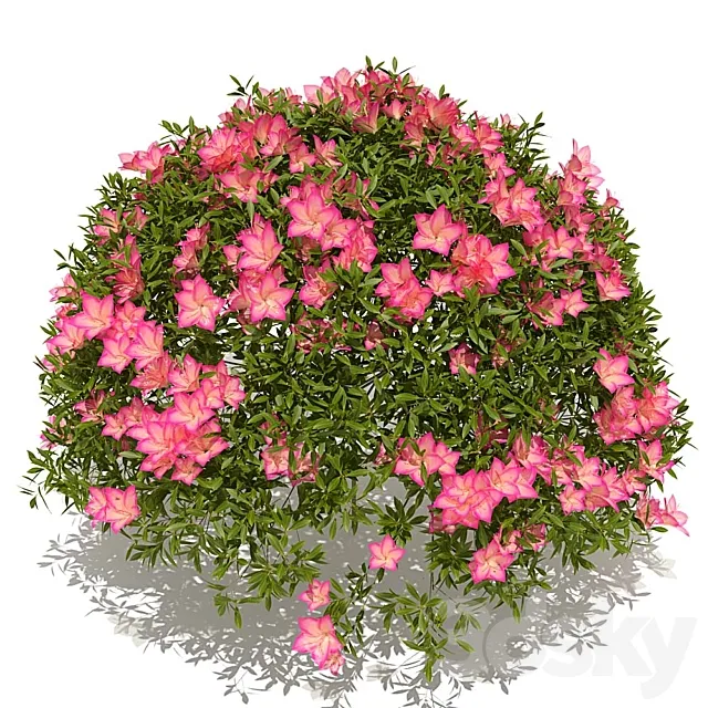 azalea bush 3DSMax File