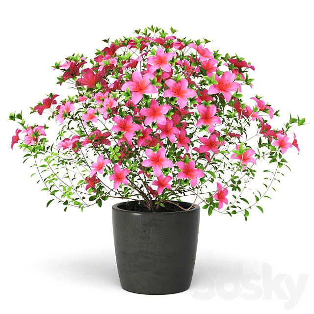 Azalea Plant 3ds Max