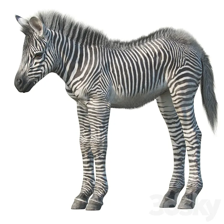 Baby zebra 3DS Max