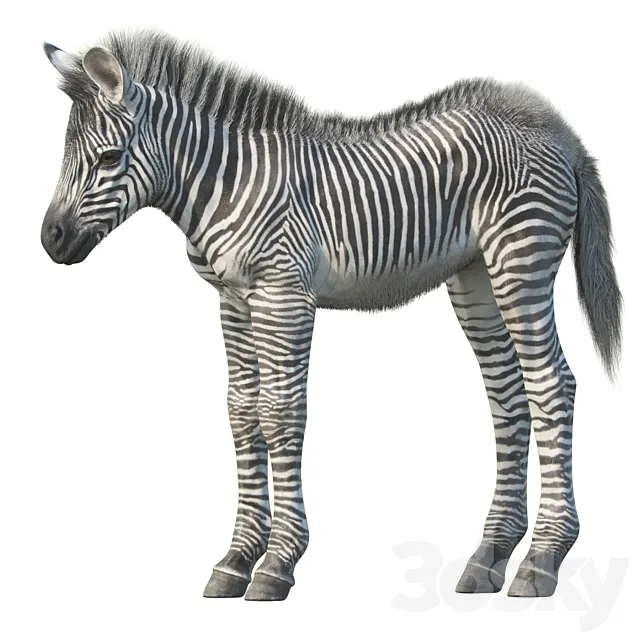 Baby zebra 3DSMax File