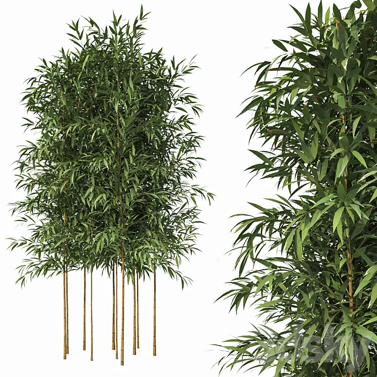 Bamboo 10 Models 3DS Max