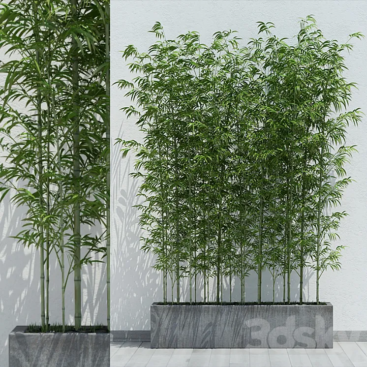 Bamboo 2 3DS Max