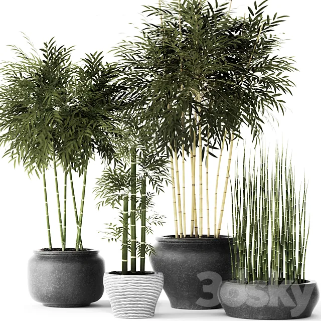 Bamboo and Equisetum flower pot bamboo bush thickets bamboo pot flowerpot outdoor horsetail 3ds Max