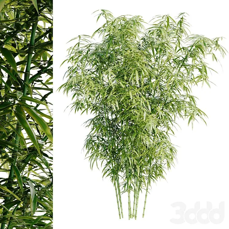 Bamboo Bush 3dsMax Model