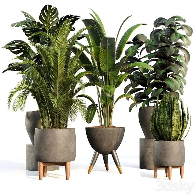bamboo Censoria Indoor Plant Set 01 3dsMax Model