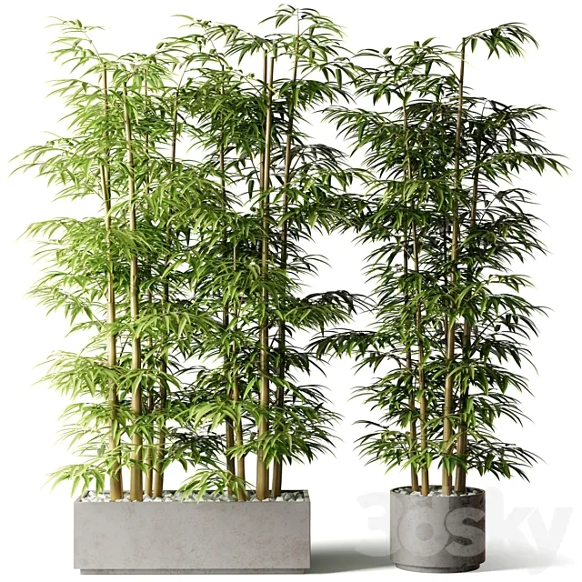 Bamboo in rectangular and round pots 3DS Max Model