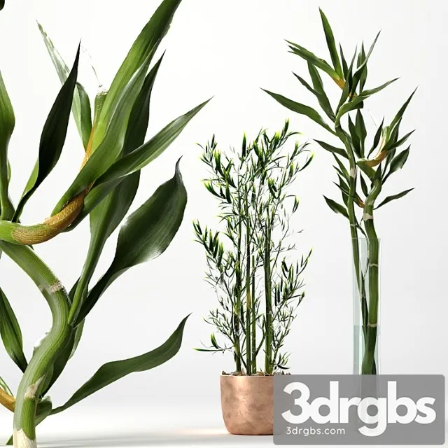 Bamboo indoor plant set