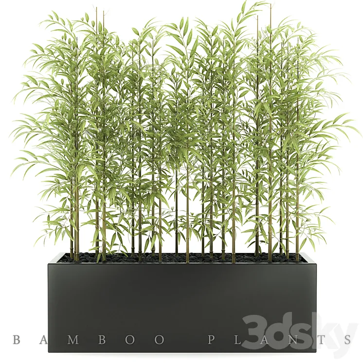 BAMBOO PLANTS 49 3DS Max