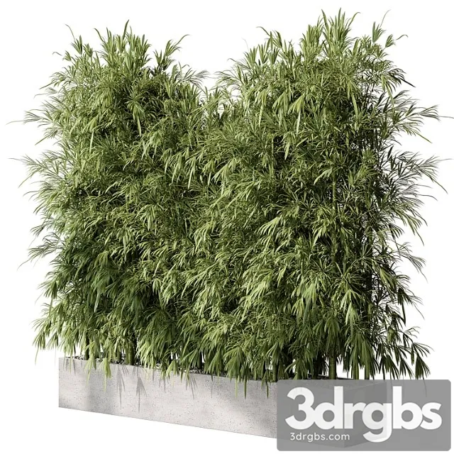 Bamboo plants – outdoor plants 468