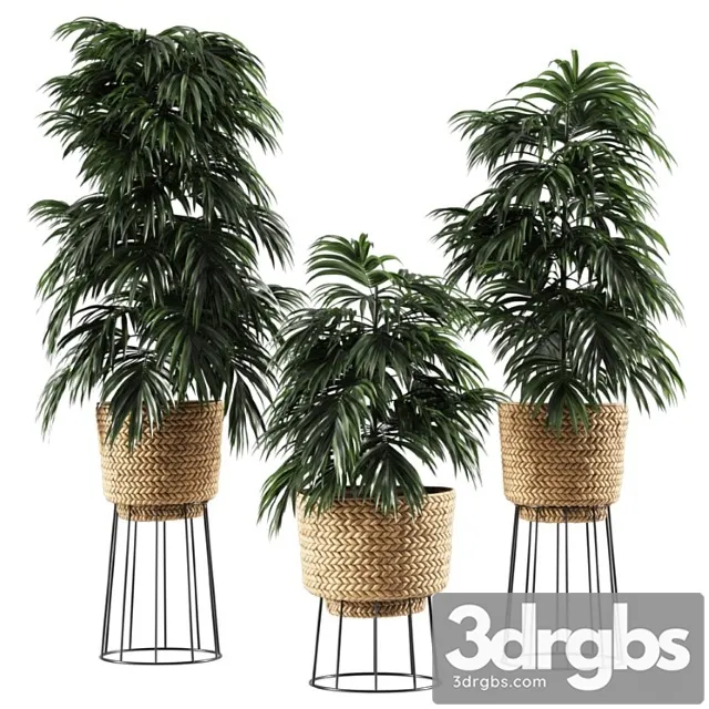 Bamboo vase plant
