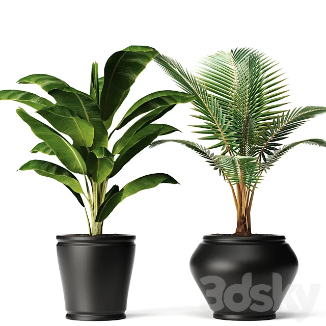 banana and coconut palm small coconut tree banana bush flower pot flowerpot 3ds Max