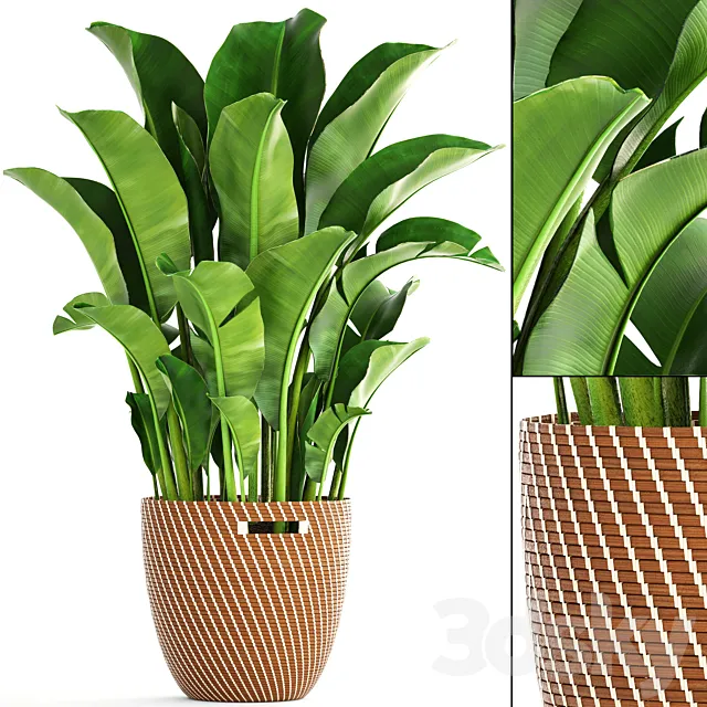 Banana palm 1. banana palm basket rattan decorative room interior pot bush strelitzia 3ds Max