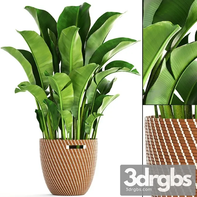 Banana palm 1. banana palm, basket, rattan, decorative, room, interior, pot, bush, strelitzia