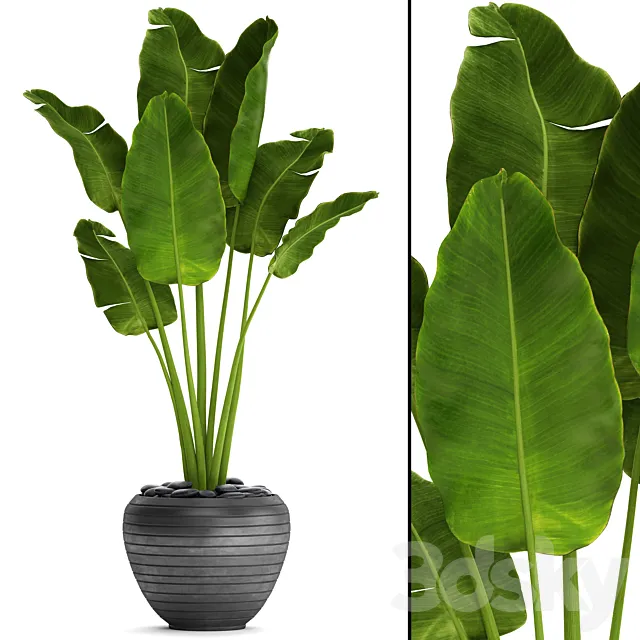 Banana palm in the pot 4. flowerpot decorative black loft decor room 3DS Max Model