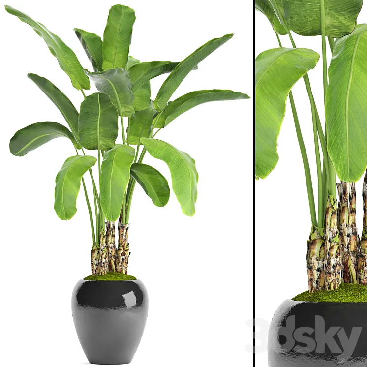 Banana palm in the pot 5. Strelitzia bush flowerpot flower 3DS Max