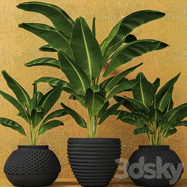 Banana palms. 3 pcs. flower pot flowerpot outdoor exotic 3DS Max Model