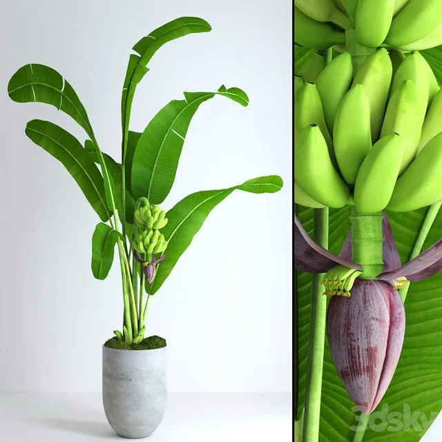 Banana tree with moss 3dsMax Model