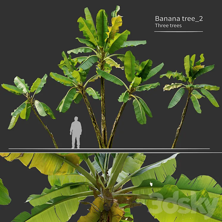 Banana tree_02 3DS Max