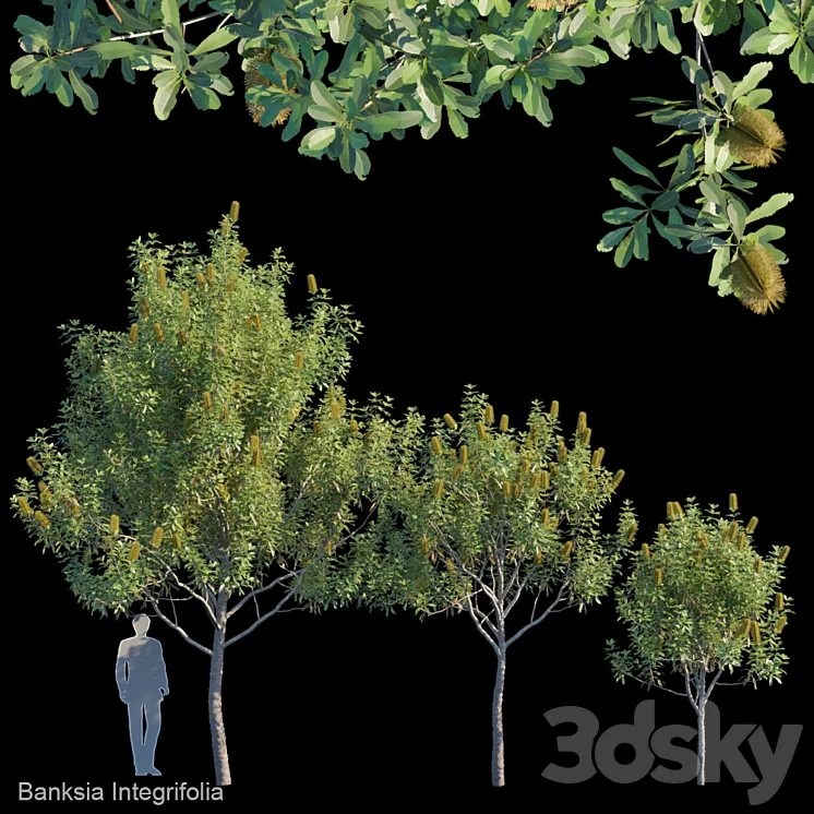 Banksia Integrifolia 3DS Max