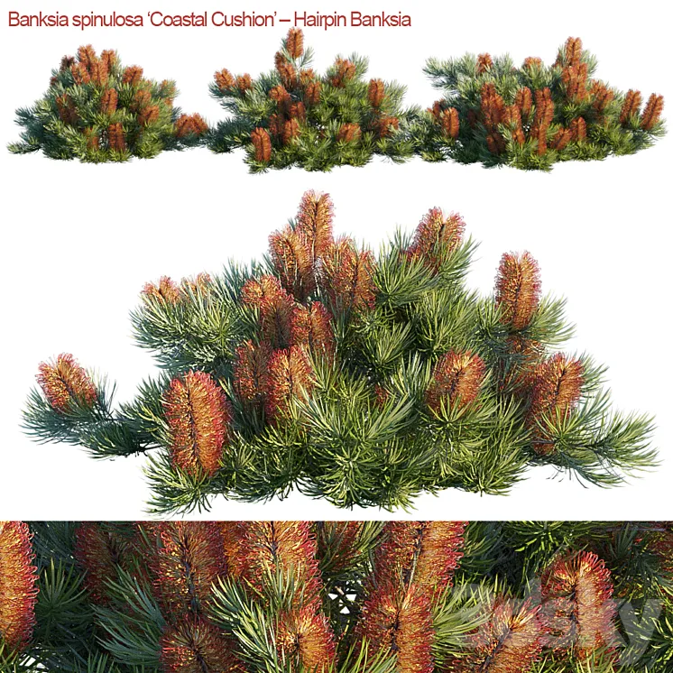 Banksia spinulosa | Coastal Cushion | Hairpin banksia 3DS Max