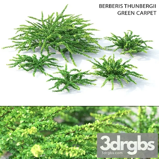 Barbaris tunberga green carpet