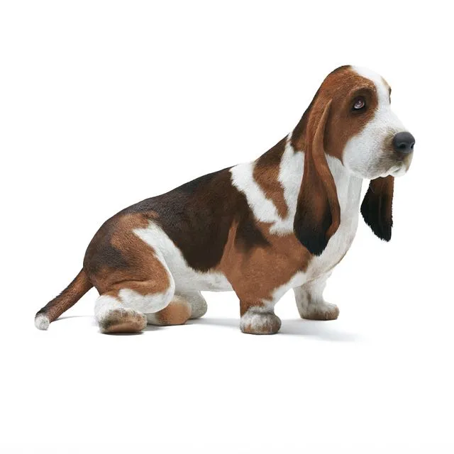 Basset Hound 3dsMax Model