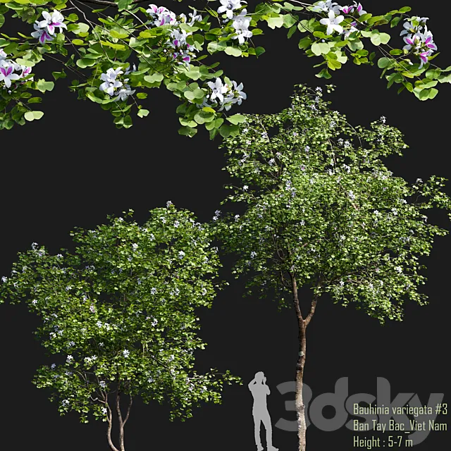 Bauhinia variegata # 1 3ds Max