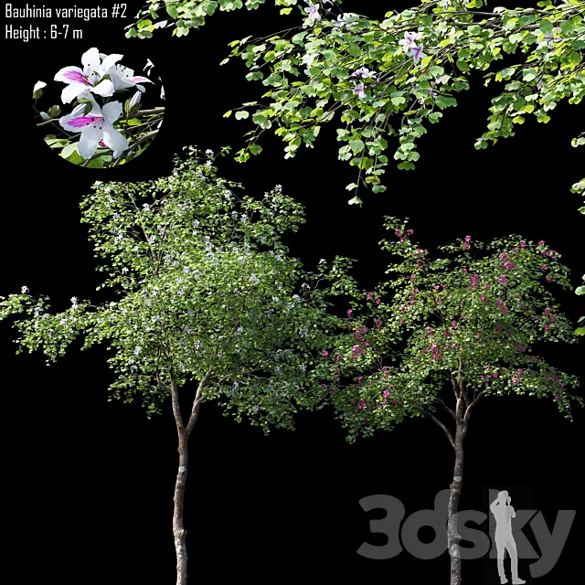 Bauhinia variegata # 2 3ds Max