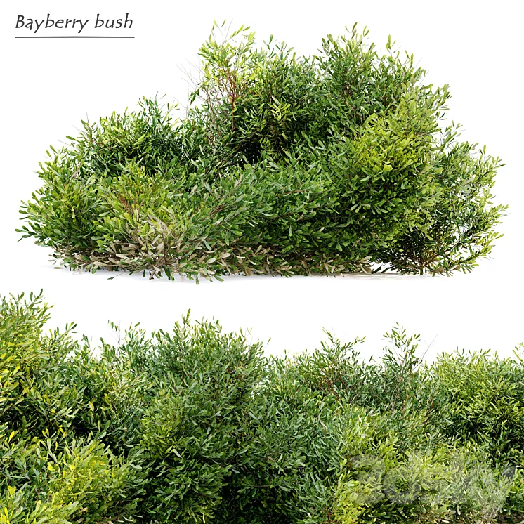 Bayberry bush 3DS Max