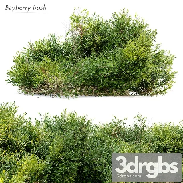 Bayberry bush