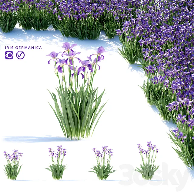 Bearded Iris Flowers | Iris germanica 3ds Max