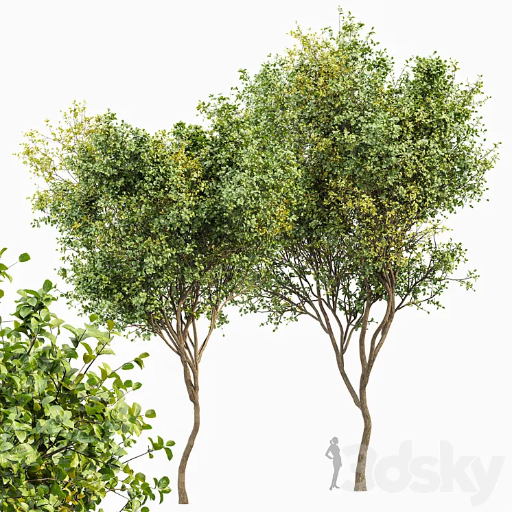 Beautiful 2Trees Bush Leaf 3DS Max